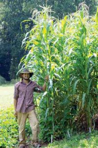 'Puhwem' Native American corn